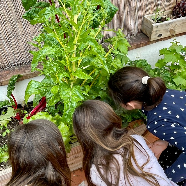 5P plantes Hortet 1