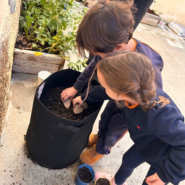 INF Patates gener 26 2